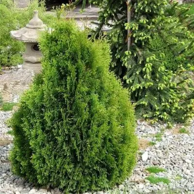 Туя МИКИ западная в Самохваловичи