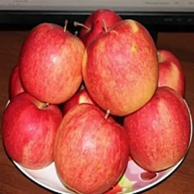 Яблоня ЛИГОЛ в Самохваловичи