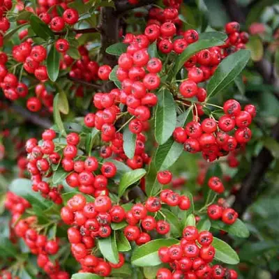 Пираканта РЕД КУИШОН в Самохваловичи