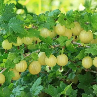 Крыжовник БЕРИЛЛ в Самохваловичи