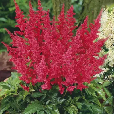 Астильба МОНТГОМЕРИ японская в Самохваловичи