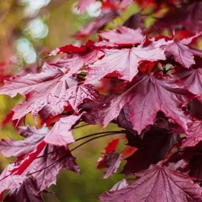Клен РОЯЛ РЕД остролистный в Самохваловичи