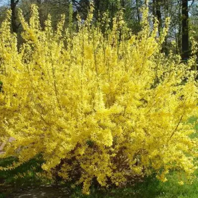 Форзиция ФОРЧУНА в Самохваловичи