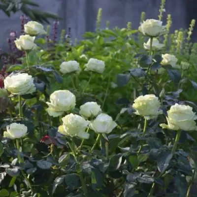 Роза ВАКАНА японская в Самохваловичи