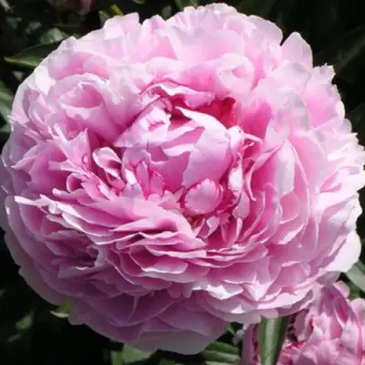 Пион ША-ЛА травянистый в Самохваловичи