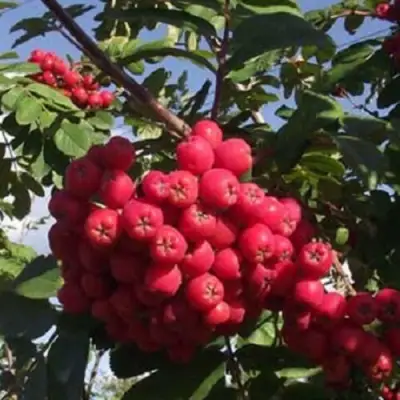 Рябина МОРАВСКАЯ сладкоплодная в Самохваловичи