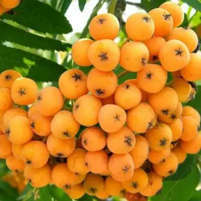 Рябина НЕВЕЖИНСКАЯ ЖЕЛТАЯ сладкоплодная в Самохваловичи