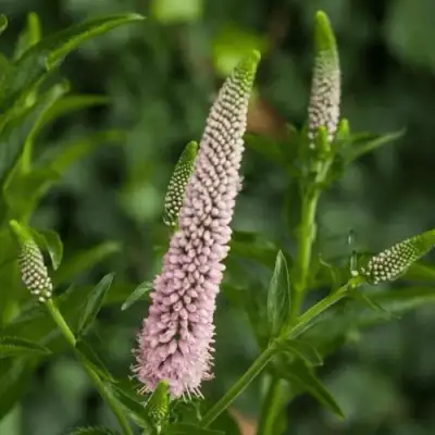 Вероника ФЕСТ ЧОЙС длиннолистная в Самохваловичи