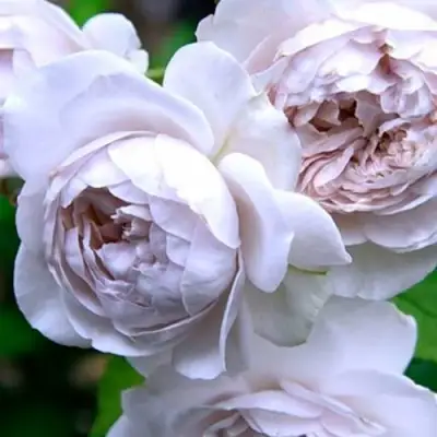 Роза ГРИЗЕЛИС шраб в Самохваловичи