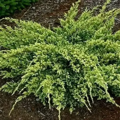 Можжевельник ДРИМ ДЖОЙ чешуйчатый в Самохваловичи