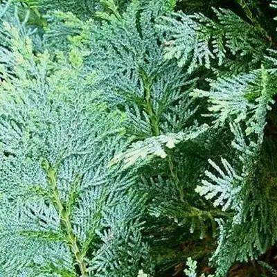 Кипарисовик КОЛУМНАРИС лавсона в Самохваловичи