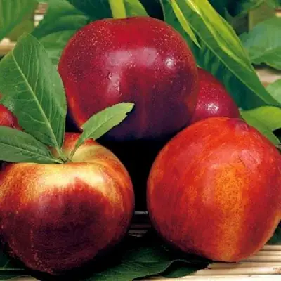 Нектарин СТАРК РЕД ГОЛД в Самохваловичи