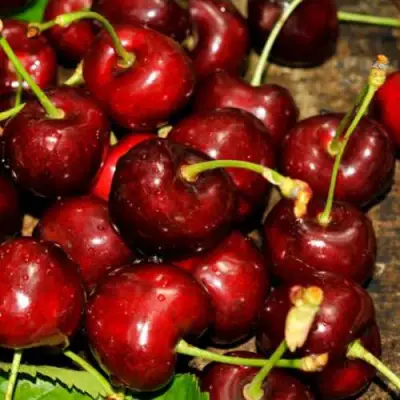 Черешня САММИТ в Самохваловичи