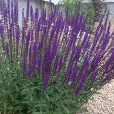 Шалфей КАРАДОНА в Самохваловичи