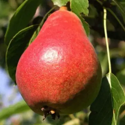 саженцы груши Нарядная Ефимова