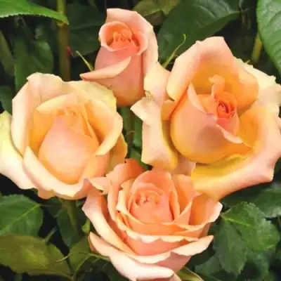 Роза ВЕРСИЛИЯ чайно-гибридная в Самохваловичи