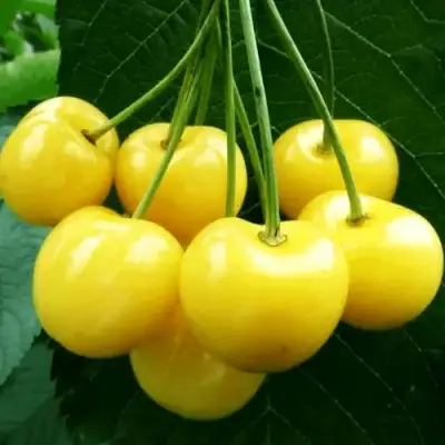 Черешня ПОДСНЕЖНИК в Самохваловичи