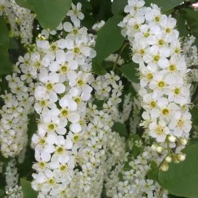 Черемуха САМОПЛОДНАЯ в Самохваловичи
