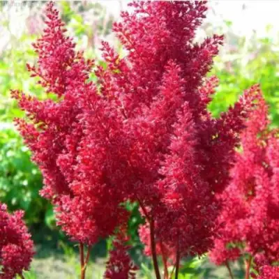 Астильба СКАЙСКРЕЙПЕР китайская в Самохваловичи