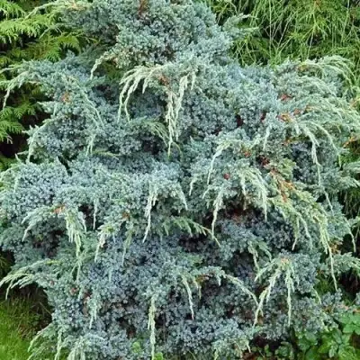 Можжевельник БЛЮ АЛЬПС китайский  в Самохваловичи
