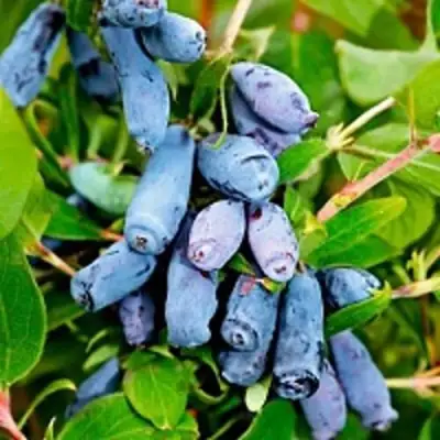 Жимолость съедобная БАКЧАРСКИЙ ВЕЛИКАН в Самохваловичи