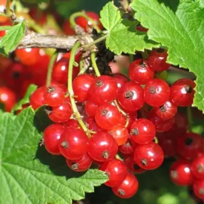 Смородина красная РАЧКОВСКАЯ в Самохваловичи