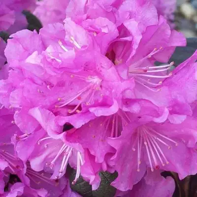 Рододендрон П.Ж.М. ЭЛИТ в Самохваловичи