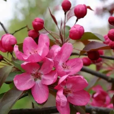 Яблоня РУДОЛЬФ декоративная  в Самохваловичи