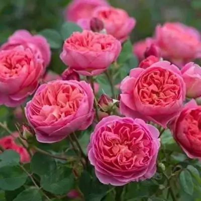 Роза БЕНДЖАМИН БРИТТЕН шраб в Самохваловичи