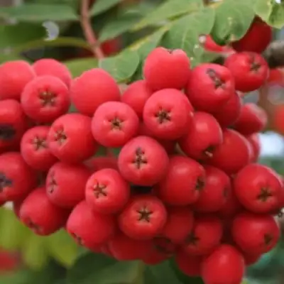 Рябина АЛАЯ КРУПНАЯ сладкоплодная в Самохваловичи