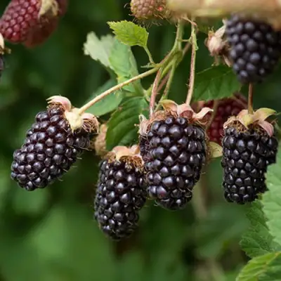 Ежемалина БОЙСЕНБЕРРИ в Самохваловичи