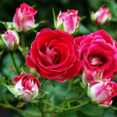 Роза ШОНЕ КОБЛЕНЦЕРИН флорибунда в Самохваловичи