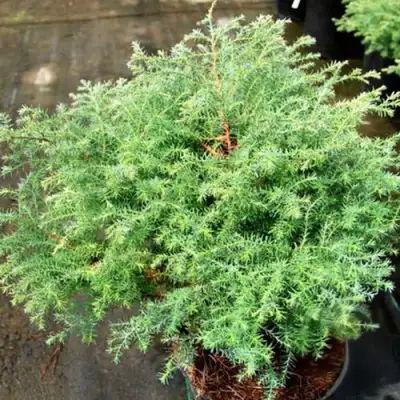 Кипарисовик СКВАРРОЗА горохоплодный в Самохваловичи