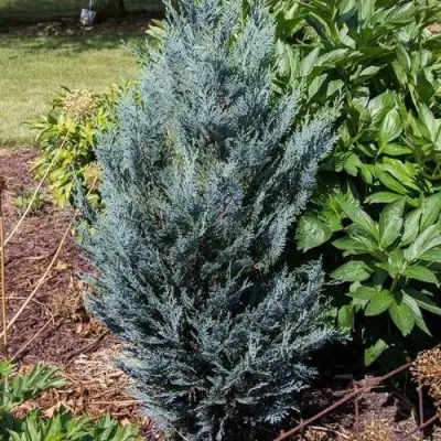 Кипарисовик ДАРТС БЛЮ РИББОН лавсона в Самохваловичи