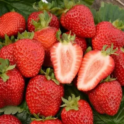 Клубника ФЛОРЕНС в Самохваловичи