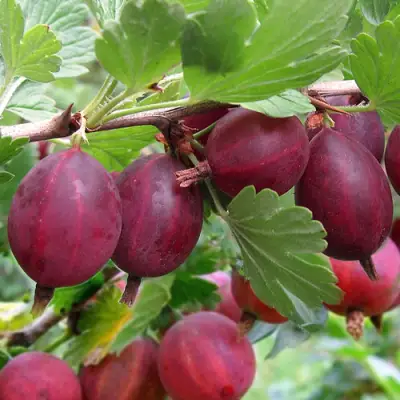 Крыжовник ХИННОМАКИ РОТ в Самохваловичи