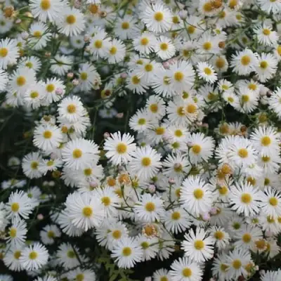 Болтония СНОУБЭНК в Самохваловичи