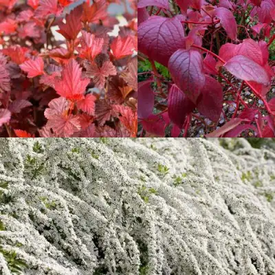 Комплект ЖИВАЯ ИЗГОРОДЬ в Самохваловичи