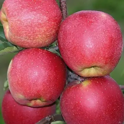 Яблоня ЧЕМПИОН в Самохваловичи