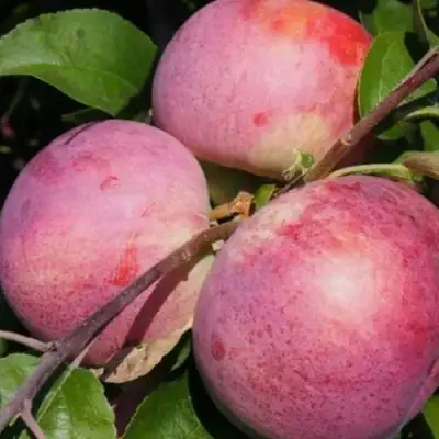 Яблоня БЕЛОРУССКОЕ МАЛИНОВОЕ в Самохваловичи