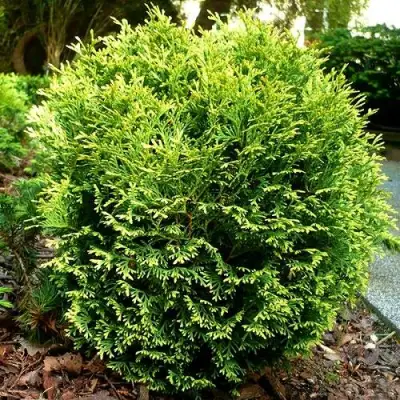 Туя ВОТЕРФИЛД западная в Самохваловичи