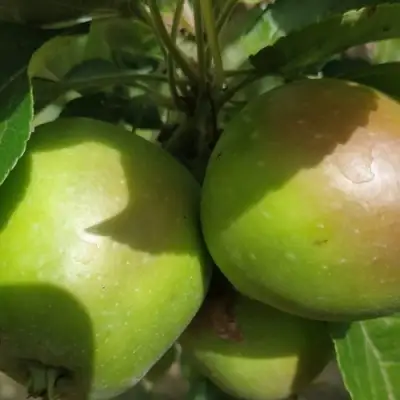 Яблоня ПАМЯТЬ СИКОРЫ в Самохваловичи