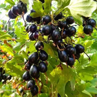 Смородина золотистая ОВАЛЬНАЯ в Самохваловичи