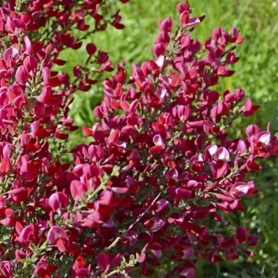 Ракитник БОСКОП РУБИ  в Самохваловичи