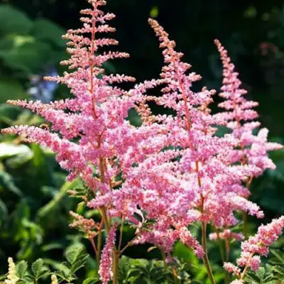 Астильба ЭДЕНС ОДИССЕЙ Арендса в Самохваловичи