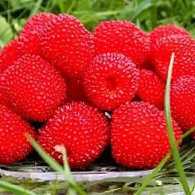 Малина ТИБЕТСКАЯ (РОЗОЛИСТНАЯ) в Самохваловичи