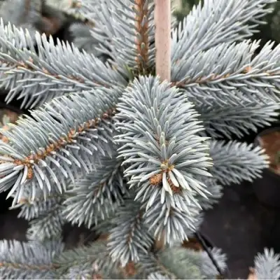 Ель РОЯЛ БЛЮ колючая  в Самохваловичи