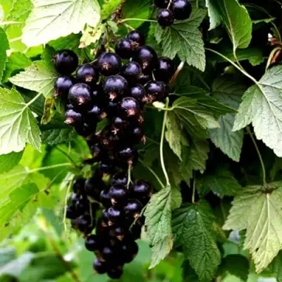 Смородина чёрная БЕЛОРУССКАЯ СЛАДКАЯ в Самохваловичи