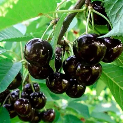 Черешня МУСКАТНАЯ в Самохваловичи