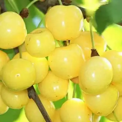 Черешня РОССОШАНСКАЯ ЗОЛОТАЯ в Самохваловичи